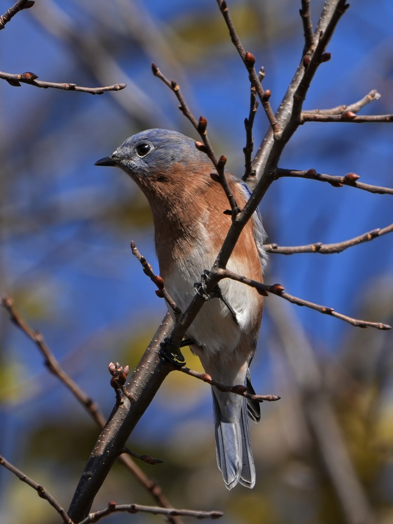 Rotkehl-Hüttensänger - ML644909680