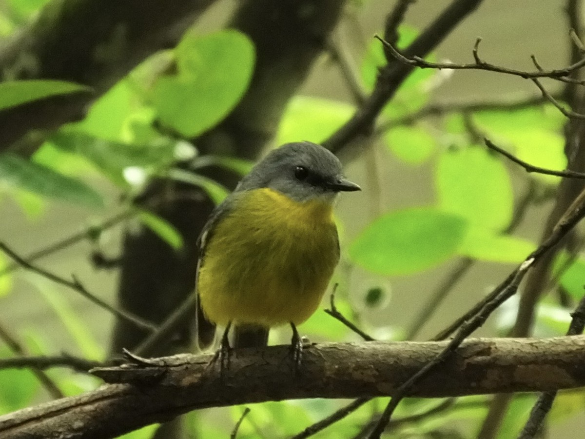 Goldbauchschnäpper - ML644909684