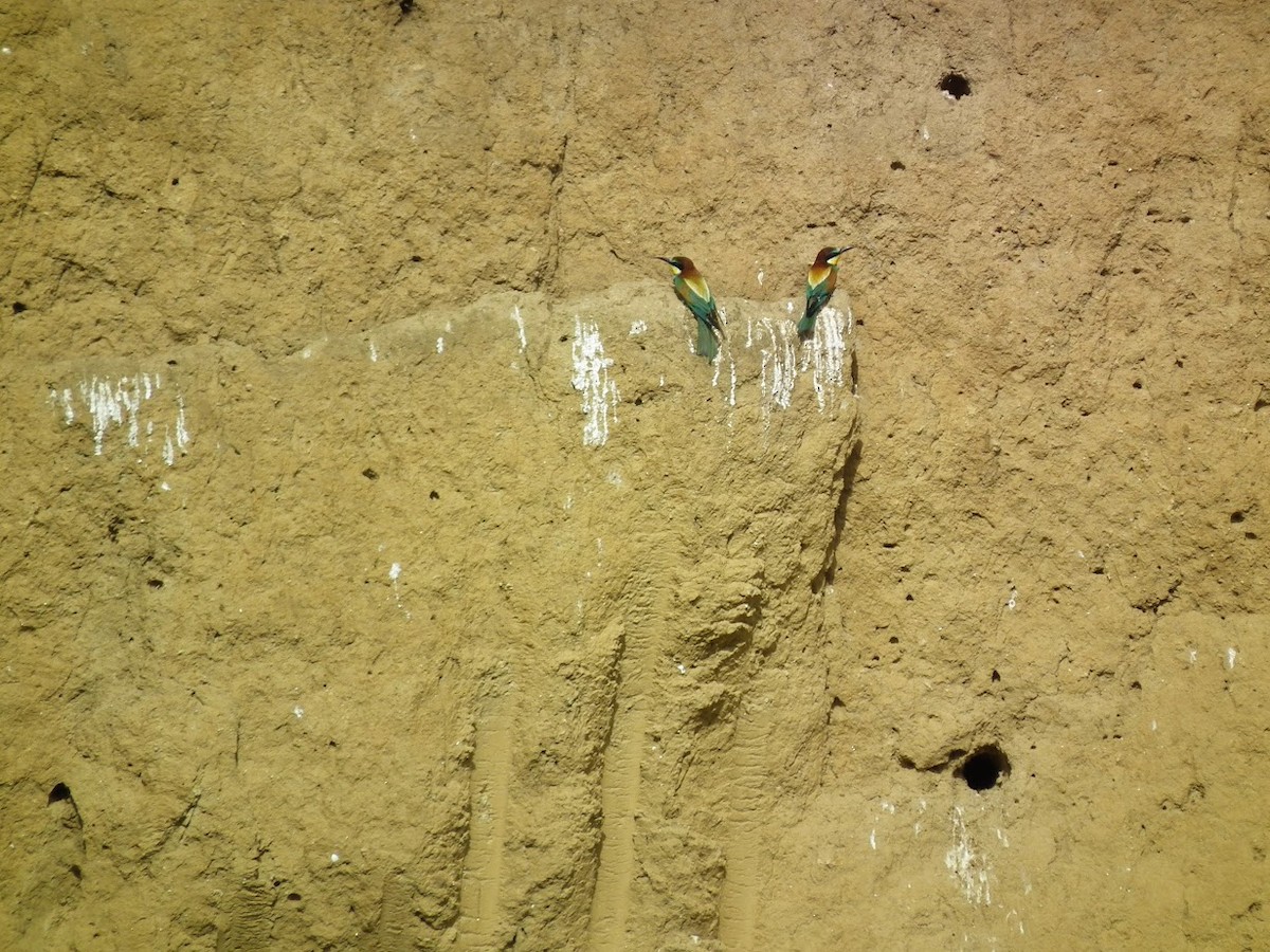 Bienenfresser - ML644909692