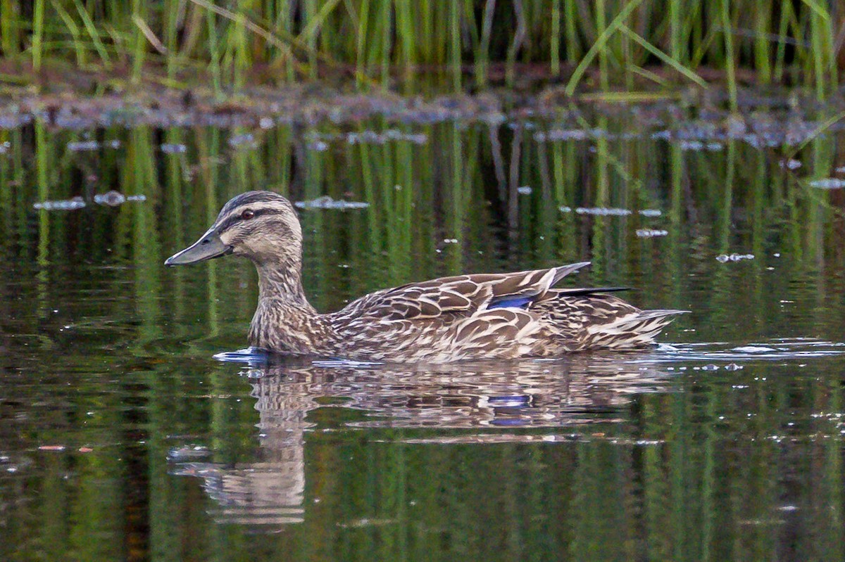Stock- x Augenbrauenente (Hybrid) - ML644909695