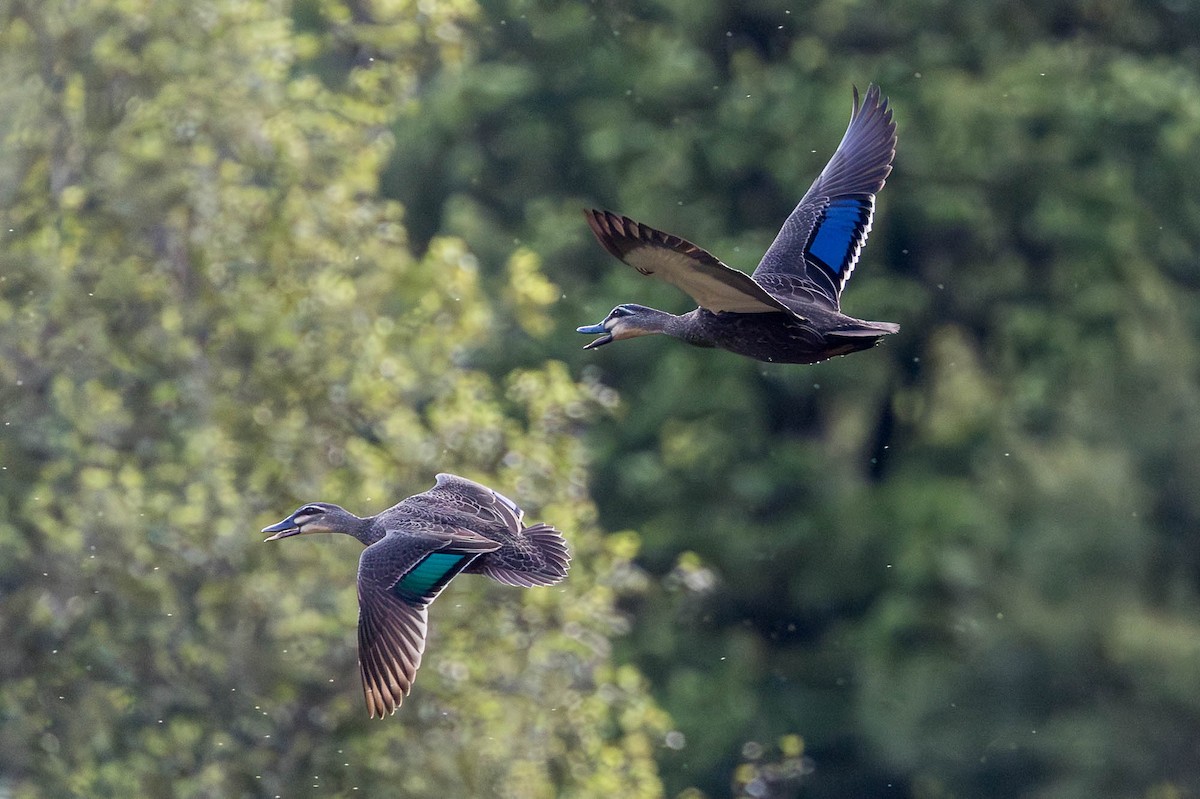 Stock- x Augenbrauenente (Hybrid) - ML644909696