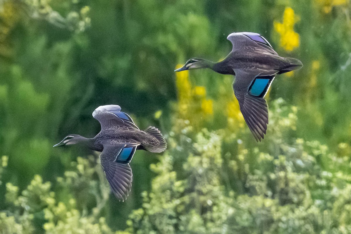 Stock- x Augenbrauenente (Hybrid) - ML644909697