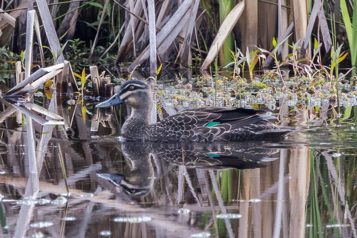 Stock- x Augenbrauenente (Hybrid) - ML644909698