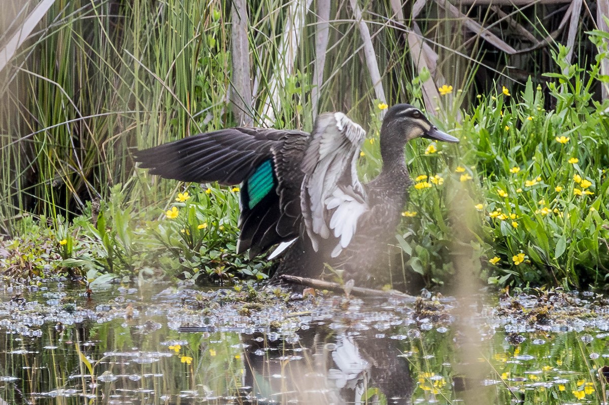 Stock- x Augenbrauenente (Hybrid) - ML644909699