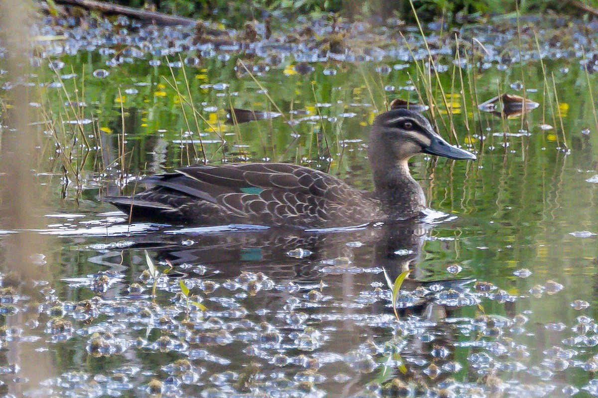 Stock- x Augenbrauenente (Hybrid) - ML644909700