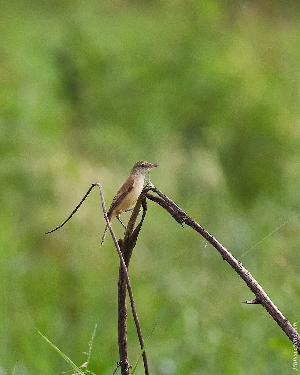 Chinarohrsänger - ML644909702