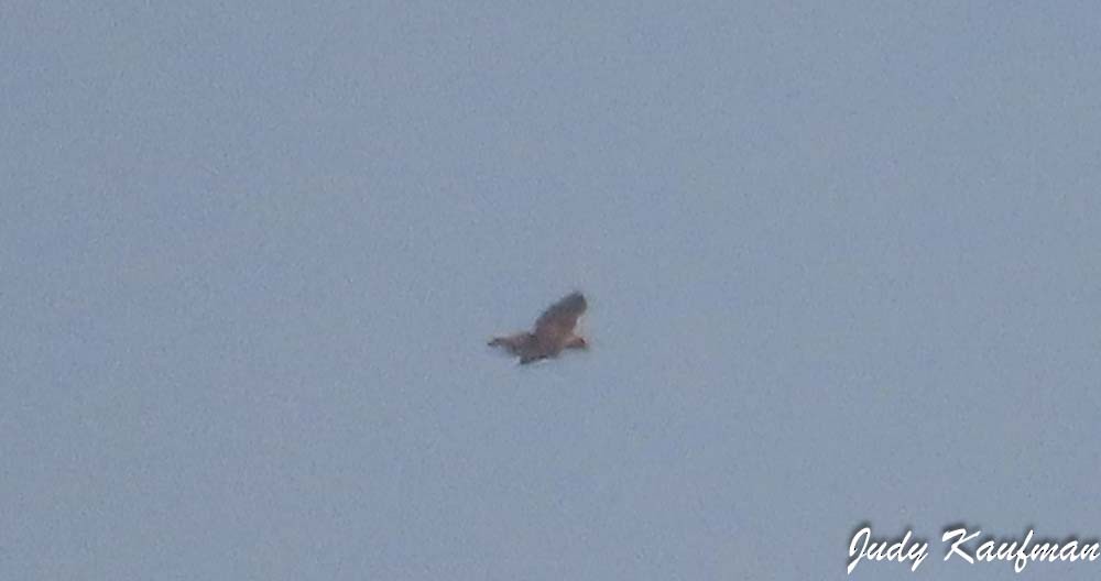 Altweltgeier, unbestimmt - ML644909703