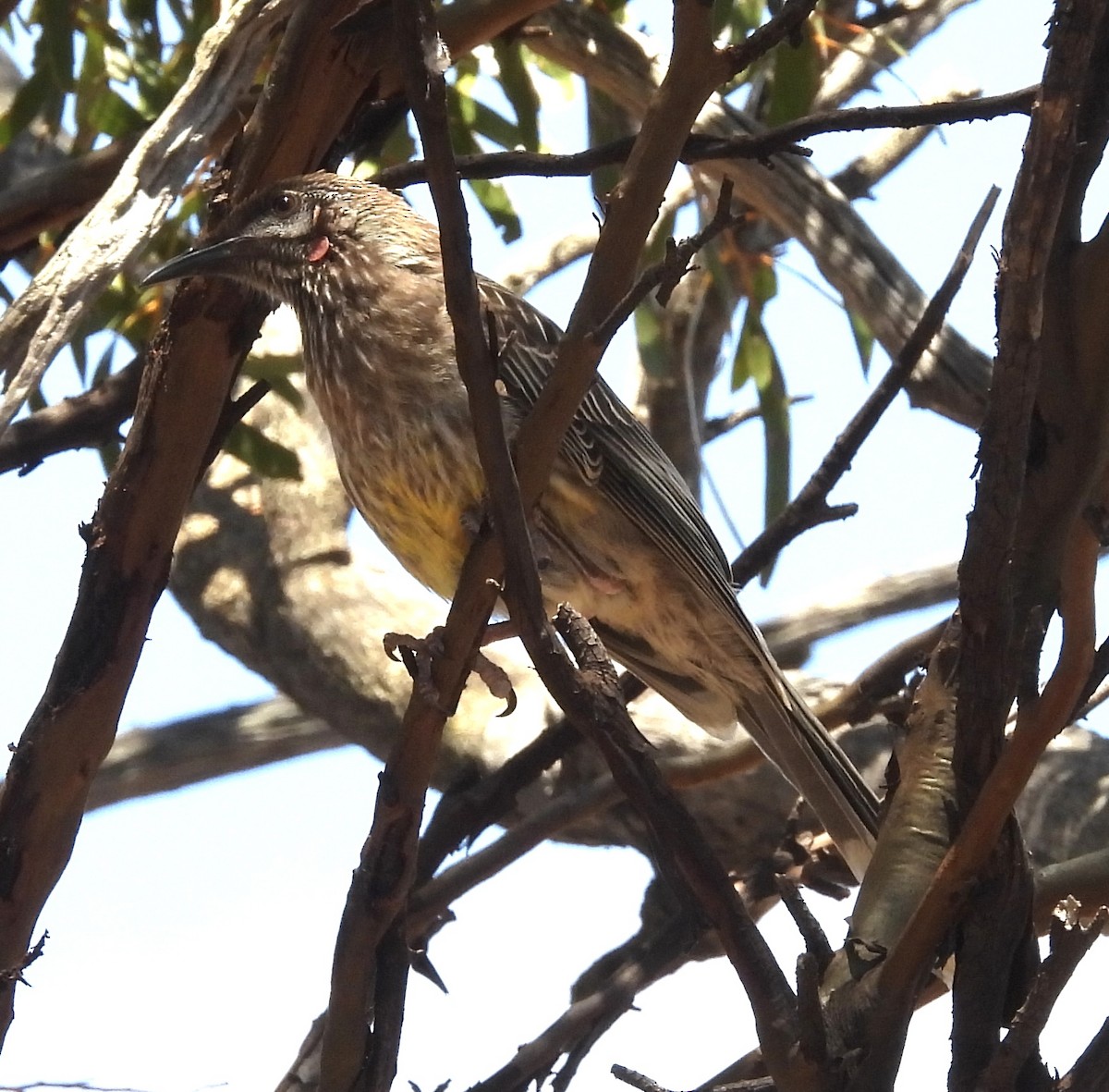 Rotlappen-Honigfresser - ML644909709