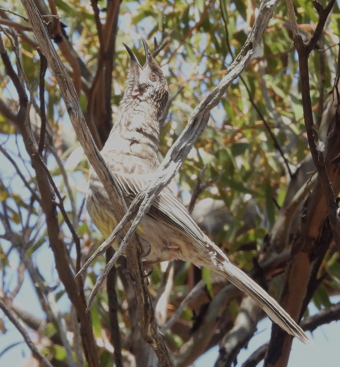 Rotlappen-Honigfresser - ML644909710