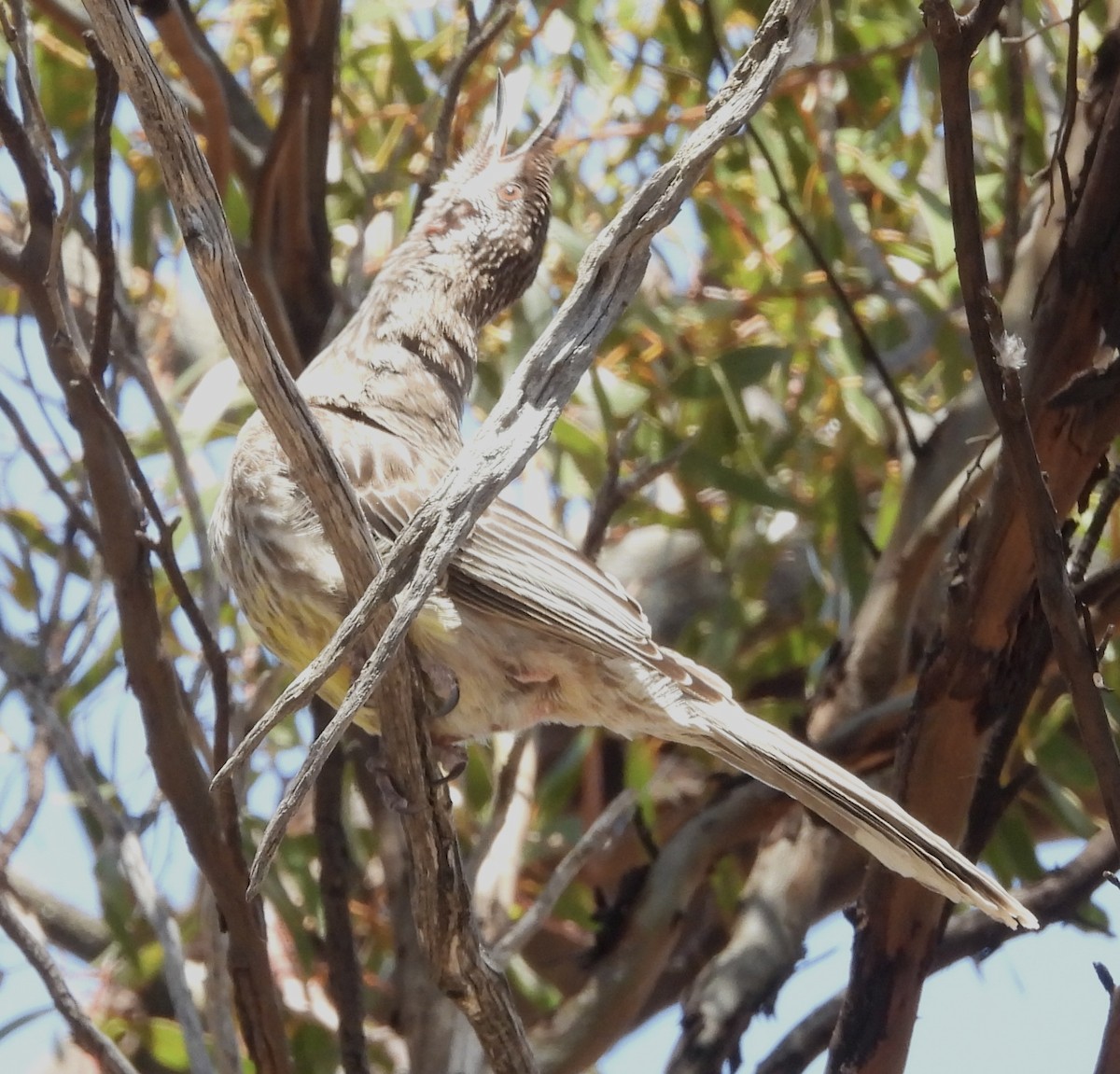 Rotlappen-Honigfresser - ML644909711