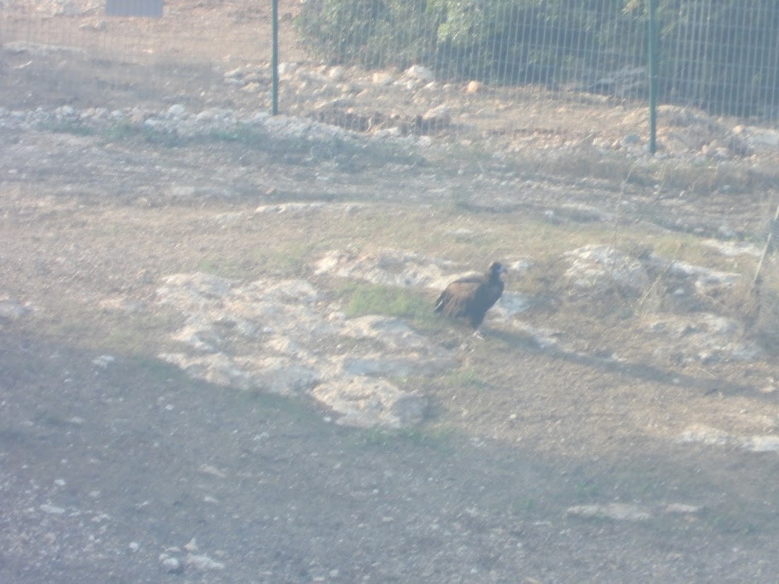 Mönchsgeier - ML644909712