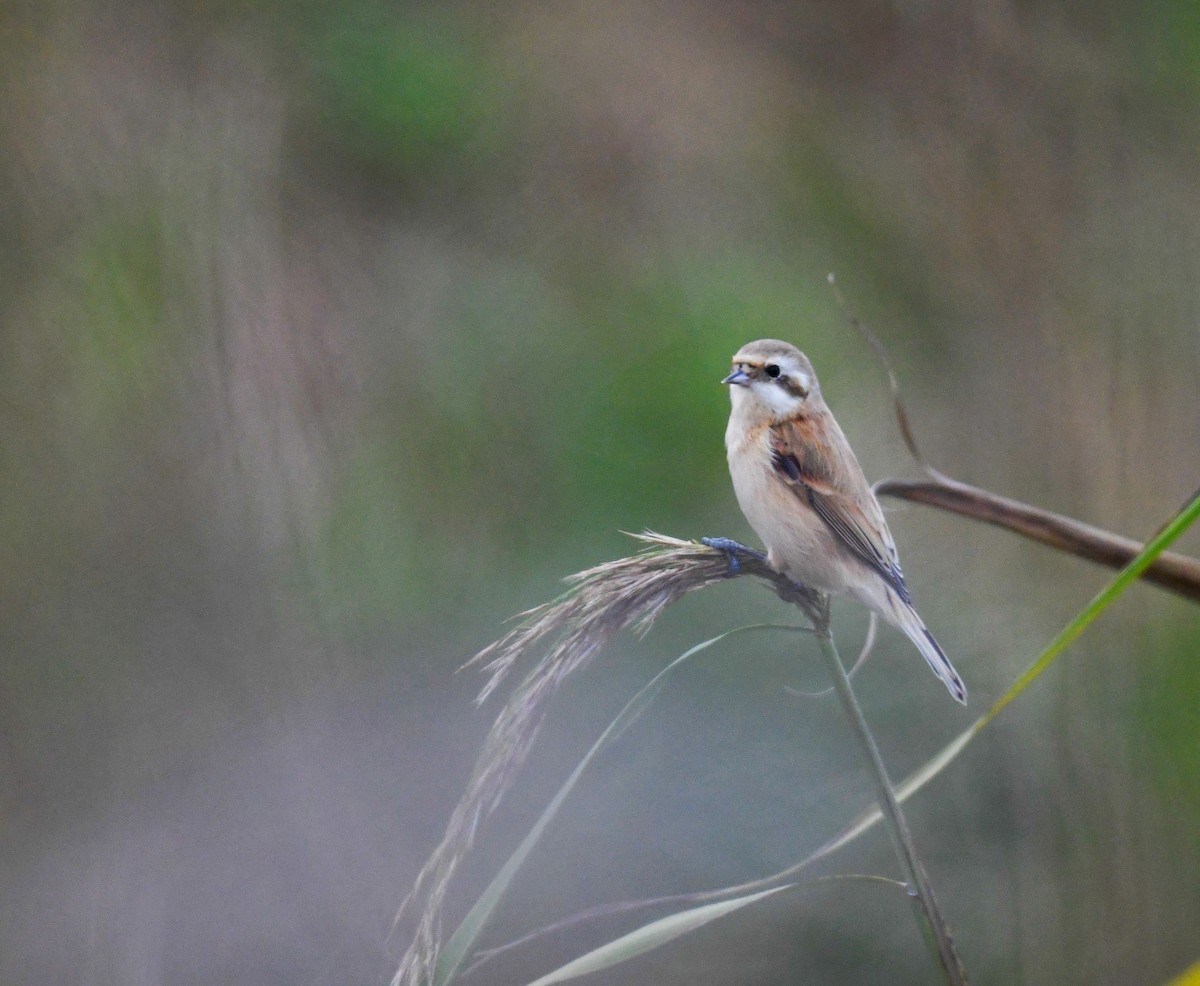 Chinabeutelmeise - ML644909715