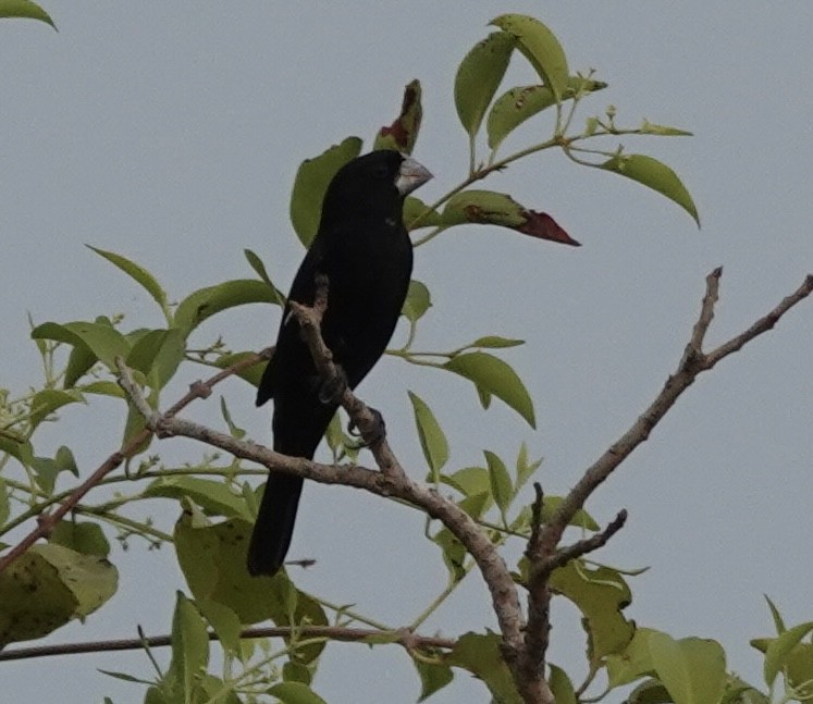 Weißschnabelspelzer - ML644909716