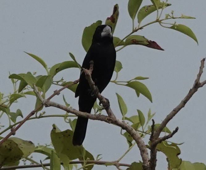 Weißschnabelspelzer - ML644909717