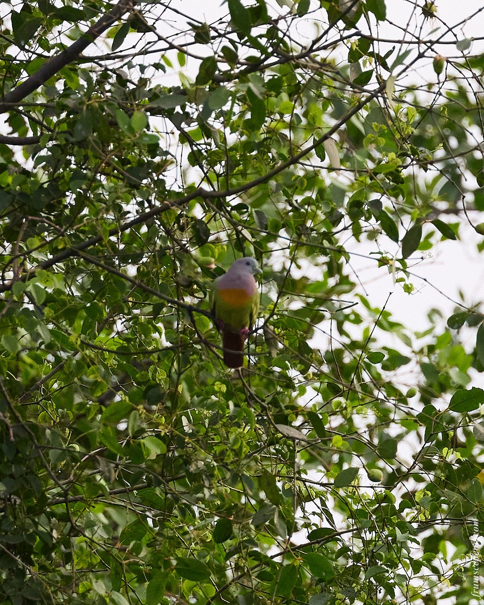 Frühlingsgrüntaube - ML644909718