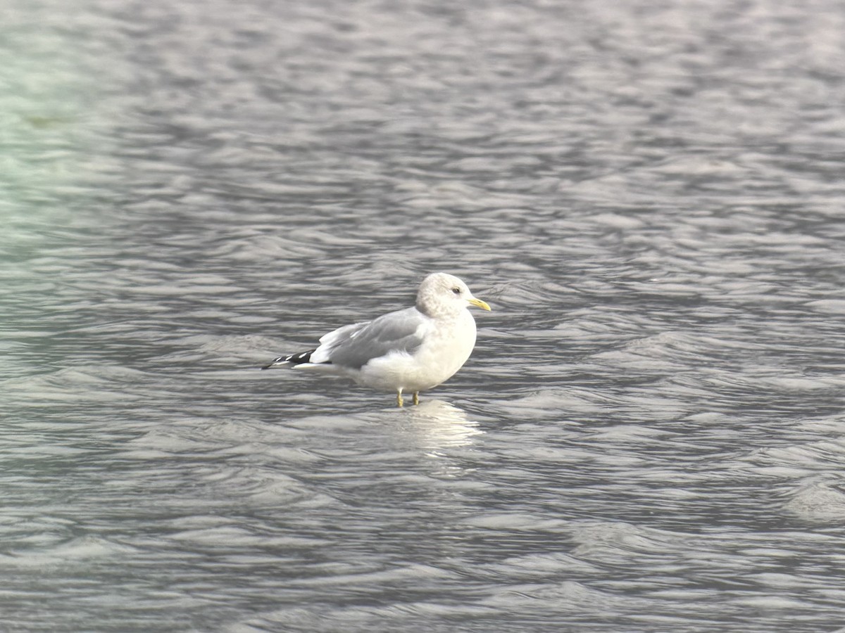 Kurzschnabel-Sturmmöwe - ML644909719