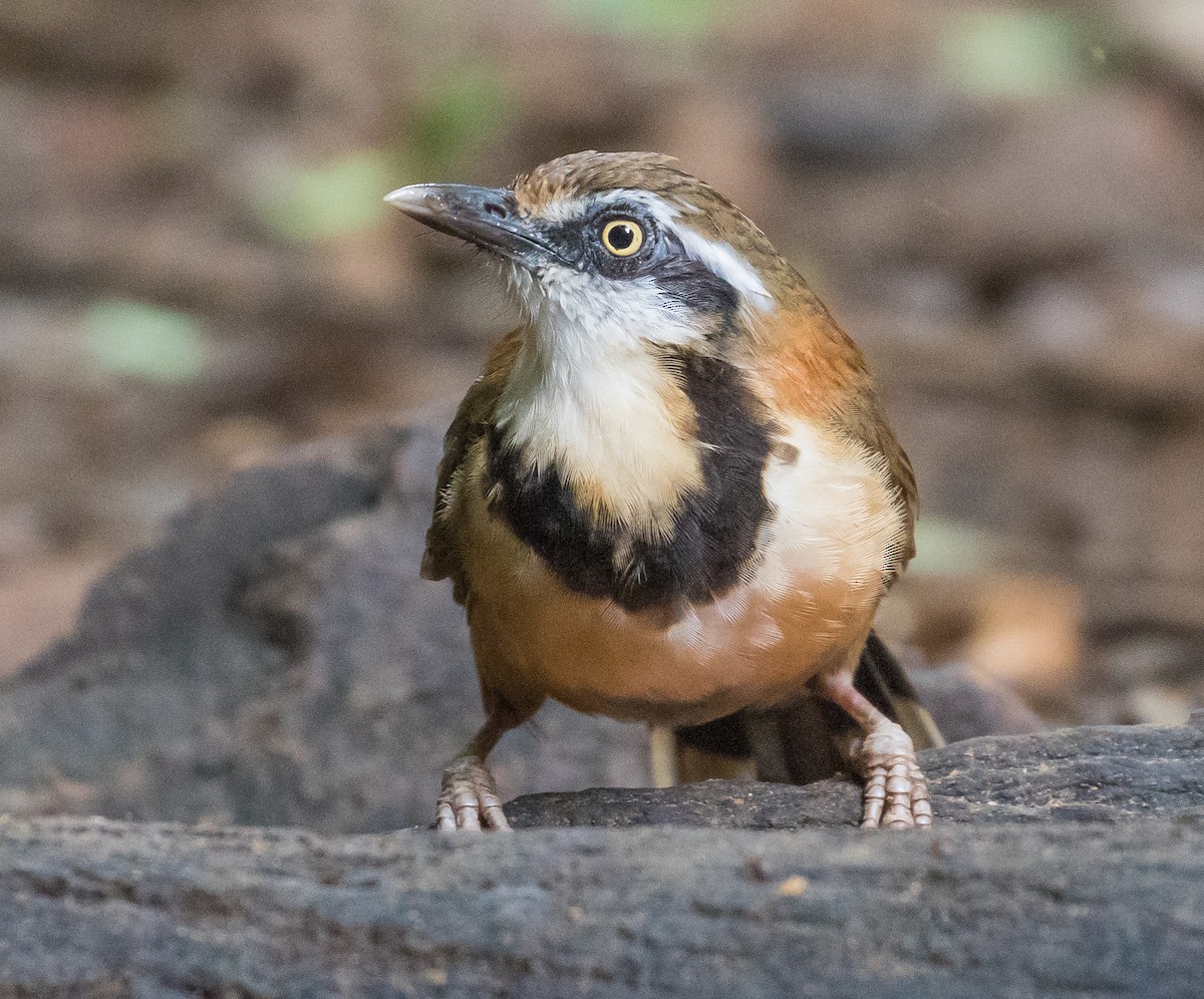 Lesser Necklaced Laughingthrush - ML644909724