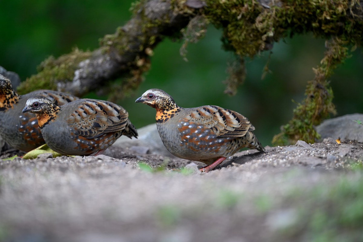 Rufous-throated Partridge - ML644909731