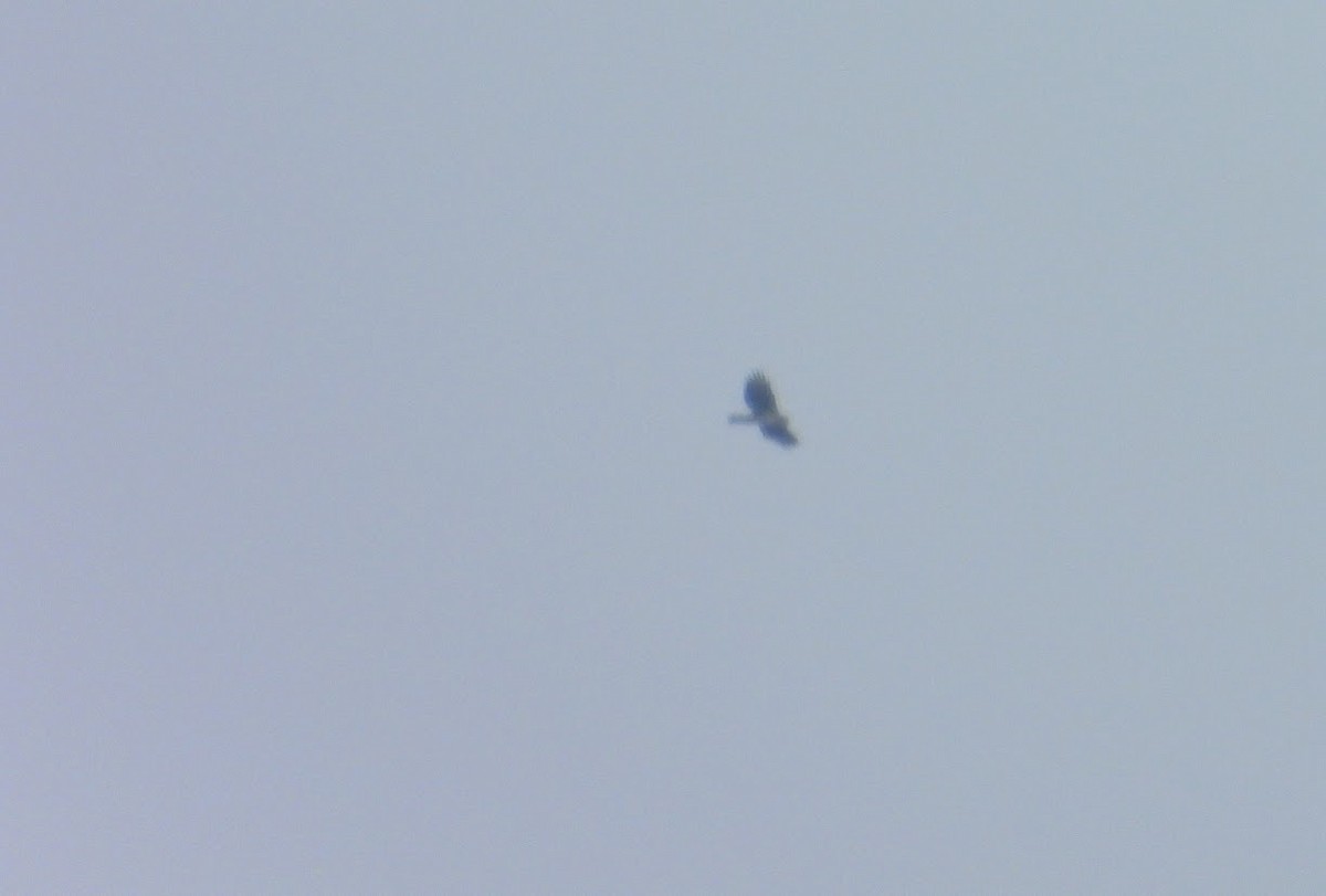 Bonelli's Eagle - ML644909742