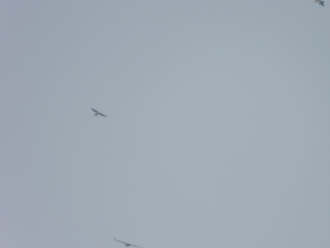 Bonelli's Eagle - ML644909743