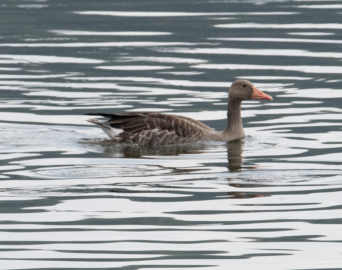 Boz Kaz - ML644909744