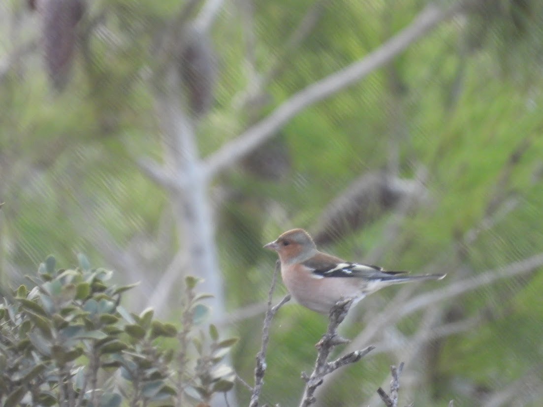 Common Chaffinch - ML644909755