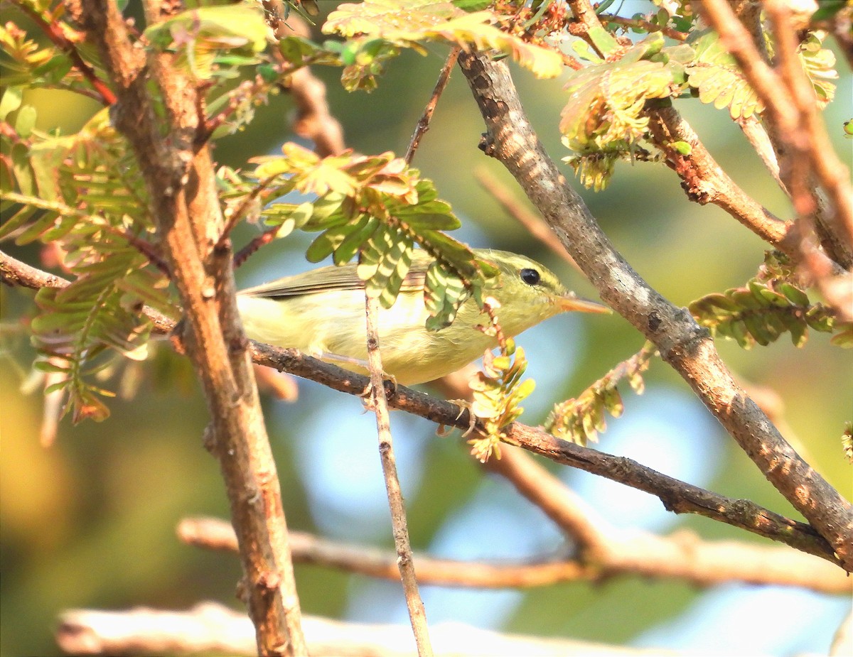 budníček žlutavý - ML644909756