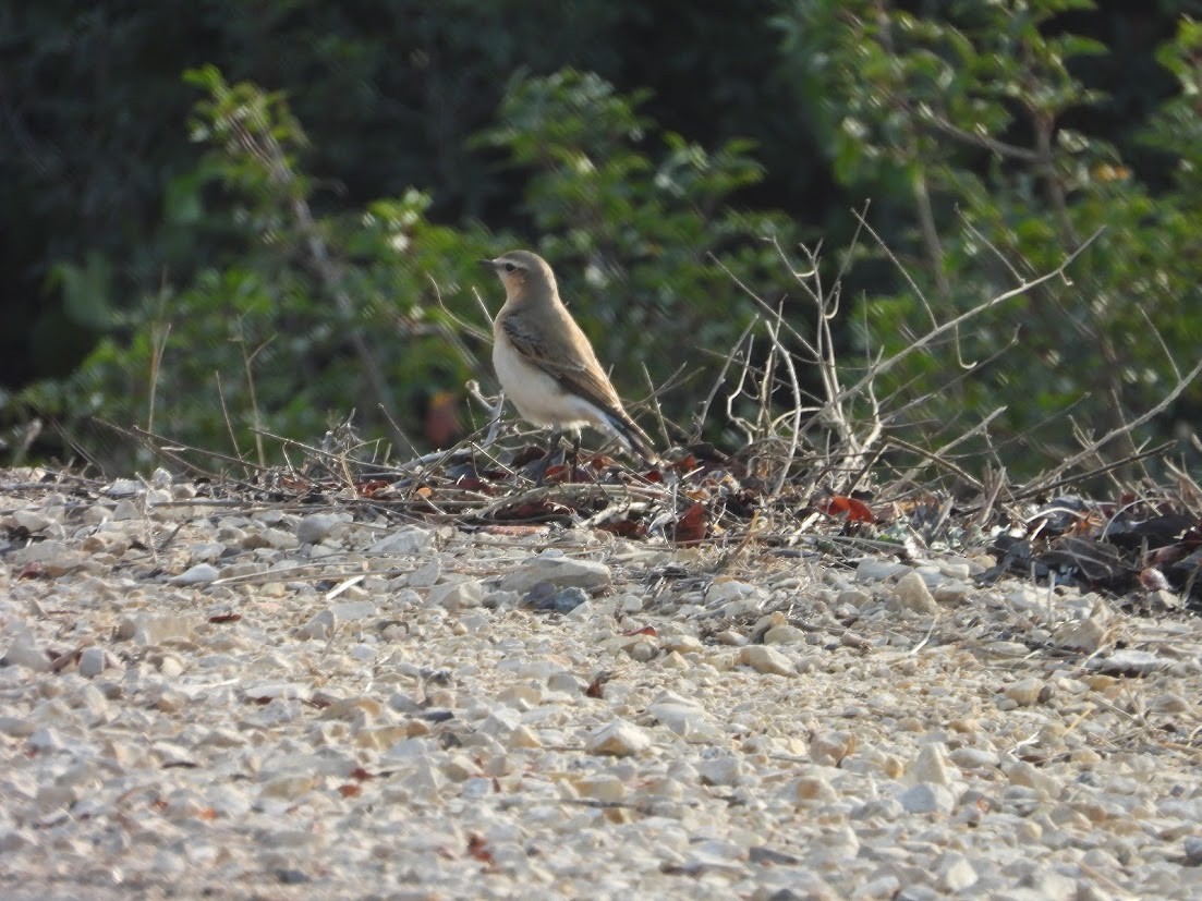 Northern Wheatear - ML644909759