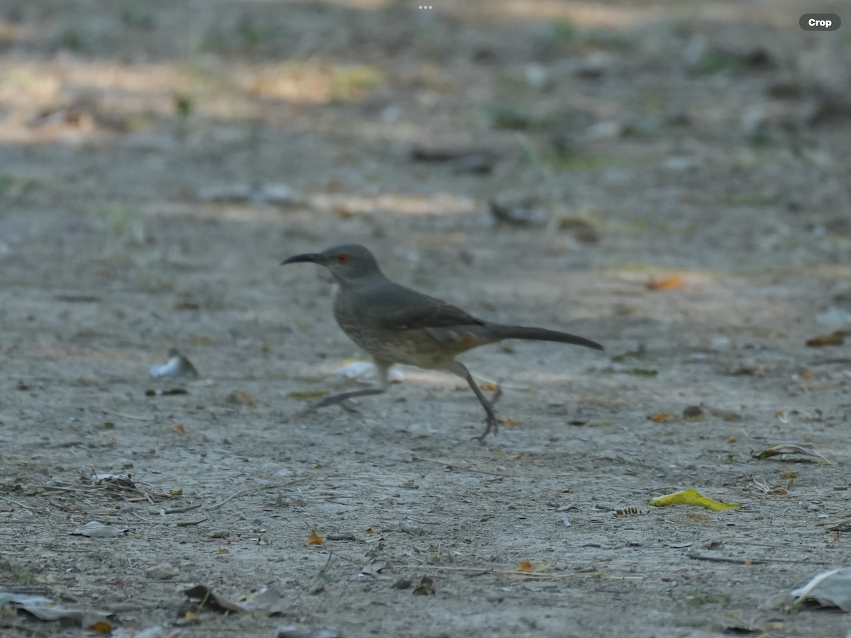 Curve-billed Thrasher - ML644909784
