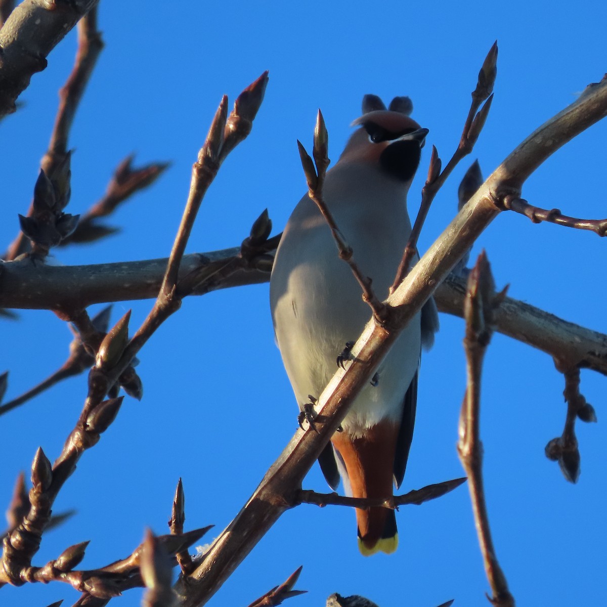 Bohemian Waxwing - ML644909786