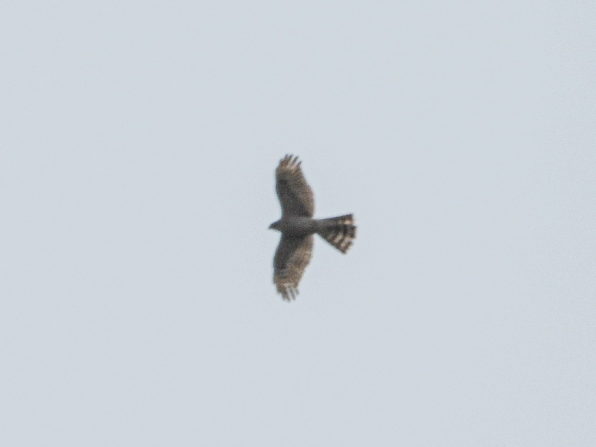 Eurasian Sparrowhawk - ML644909791