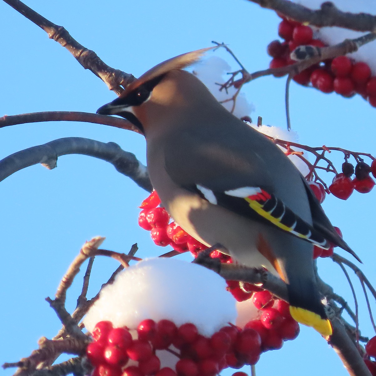 Bohemian Waxwing - ML644909792