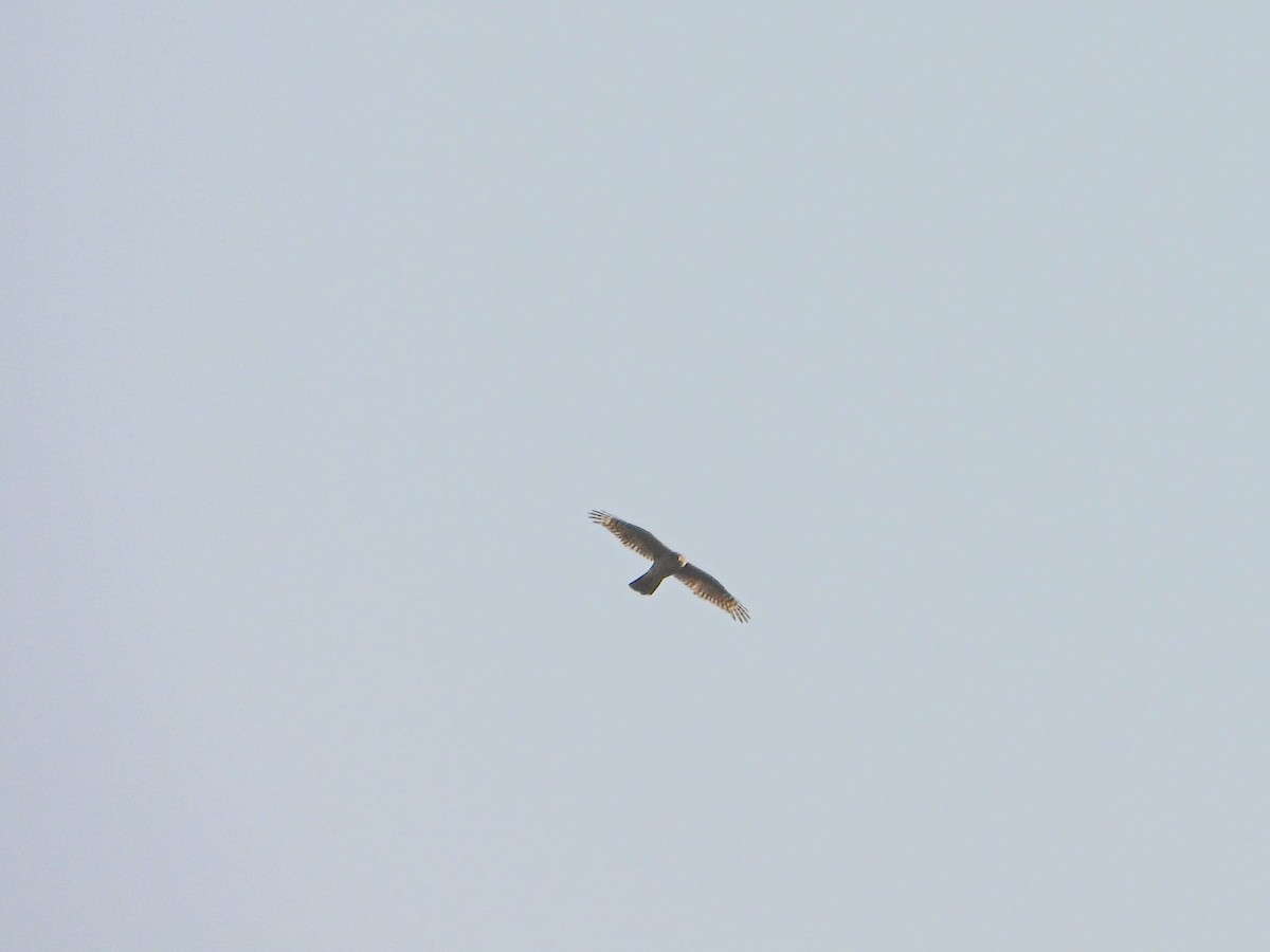 Eurasian Sparrowhawk - ML644909794