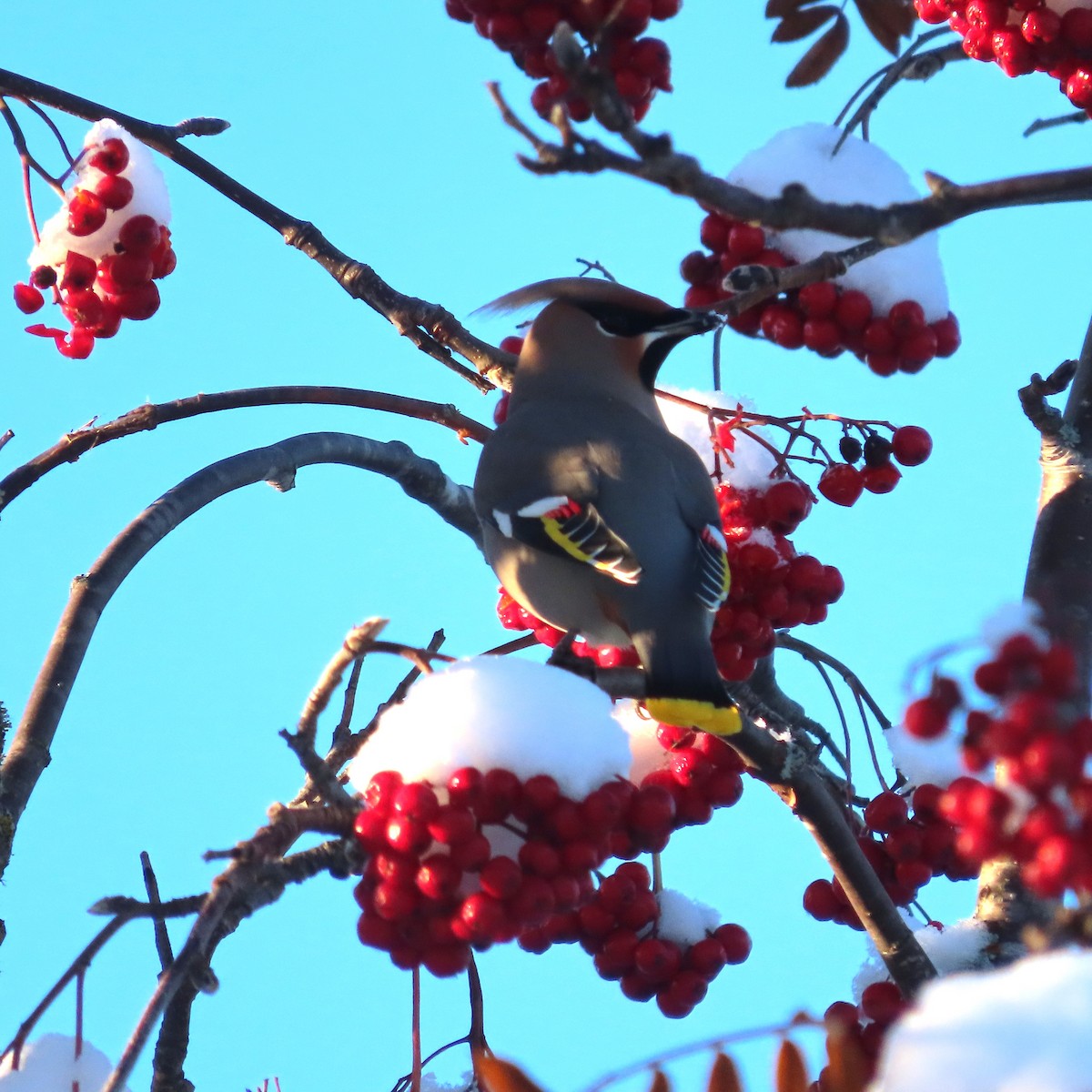 Bohemian Waxwing - ML644909795