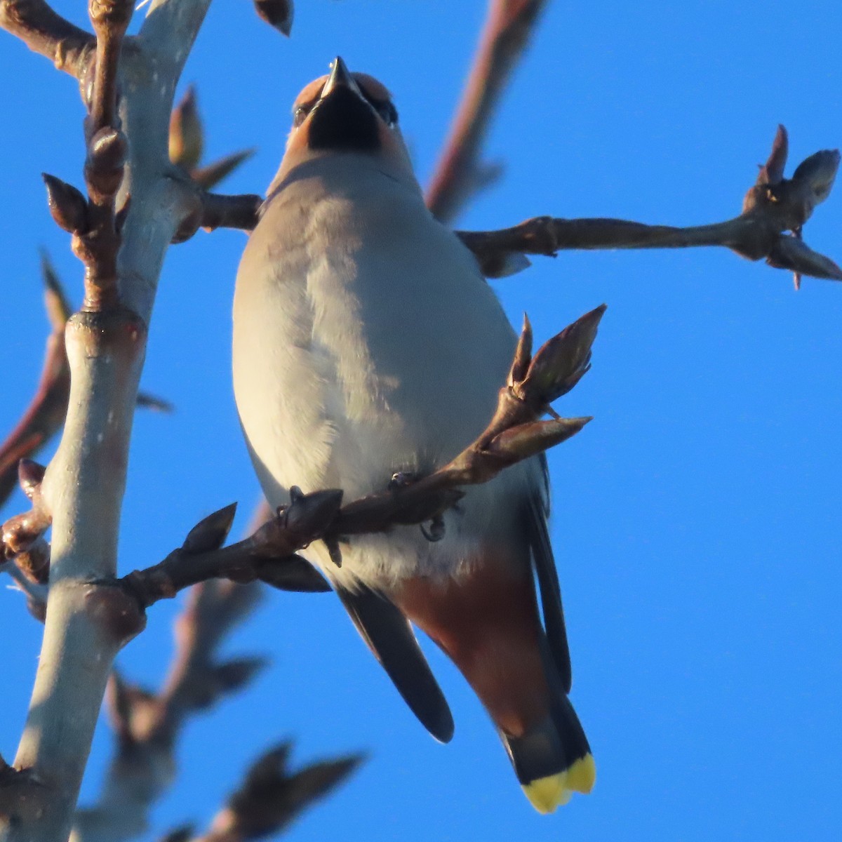 Bohemian Waxwing - ML644909798