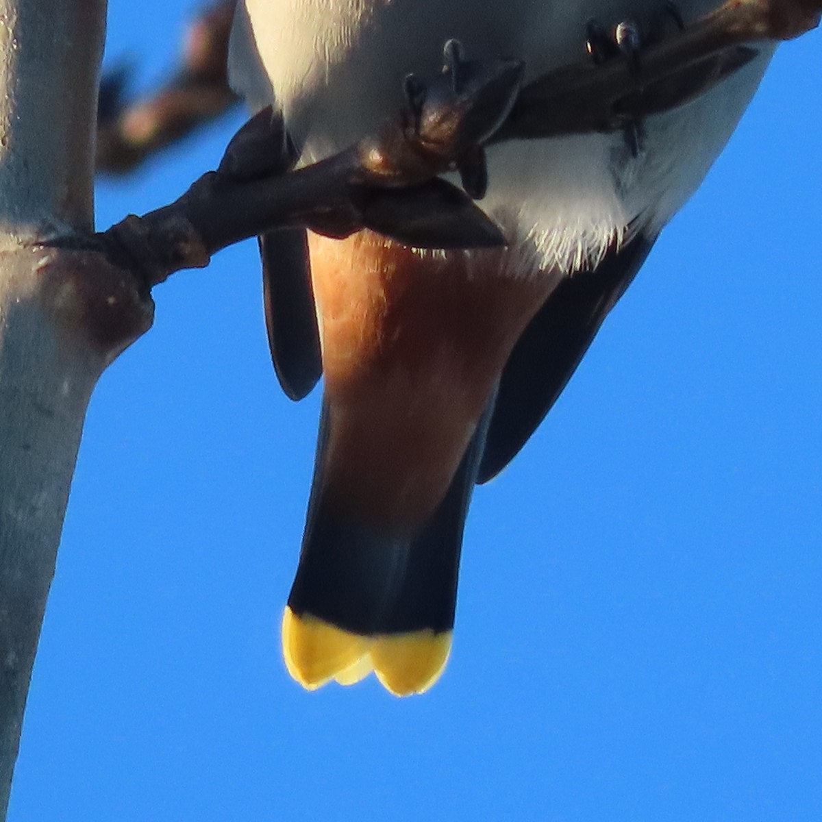 Bohemian Waxwing - ML644909813