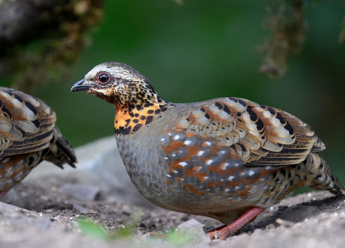 Rufous-throated Partridge - ML644909831