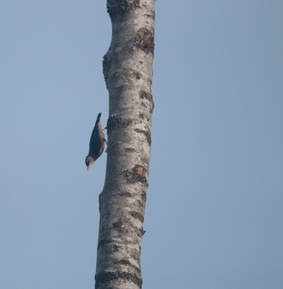 Velvet-fronted Nuthatch - ML644909883