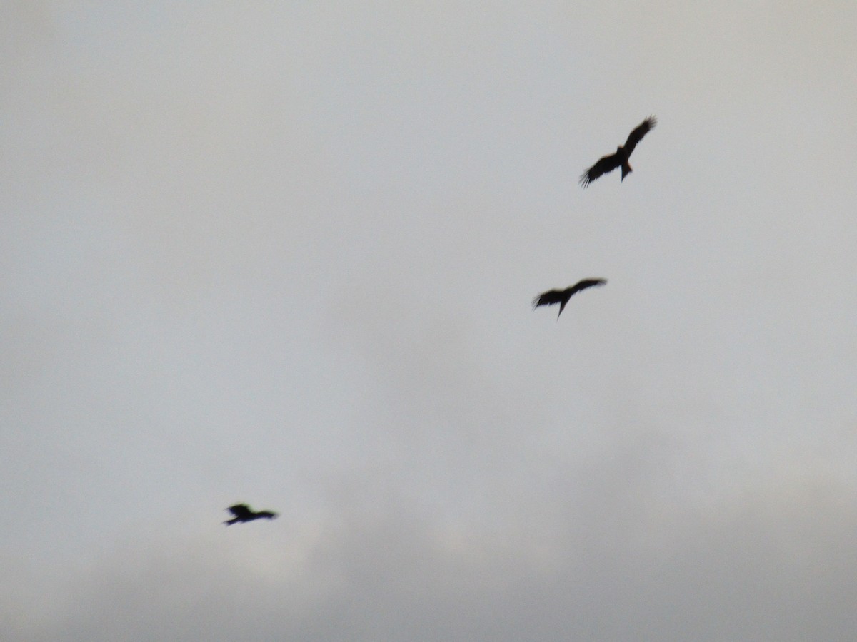 Сохор элээ - ML644909891