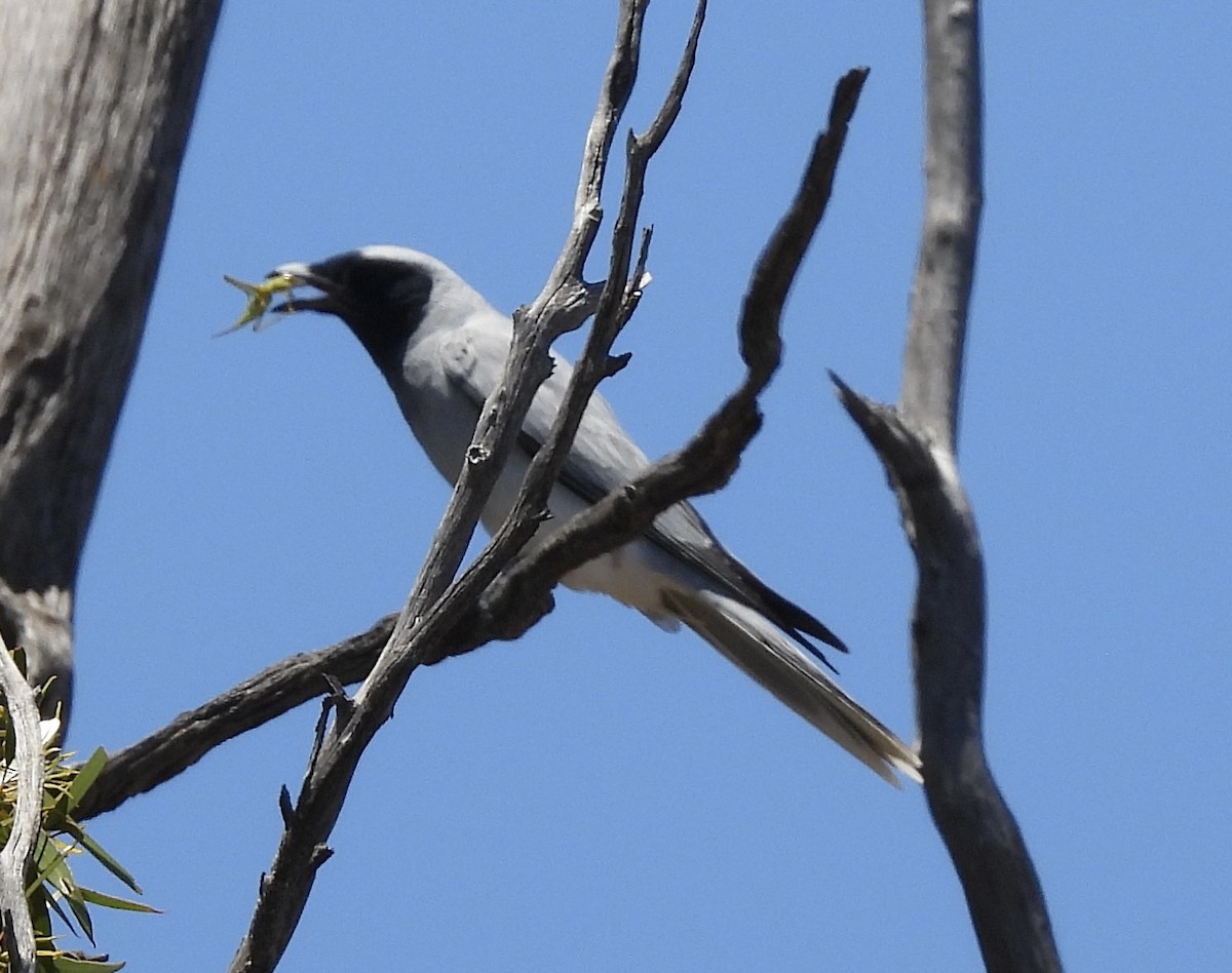 Black-faced Cuckooshrike - ML644909900