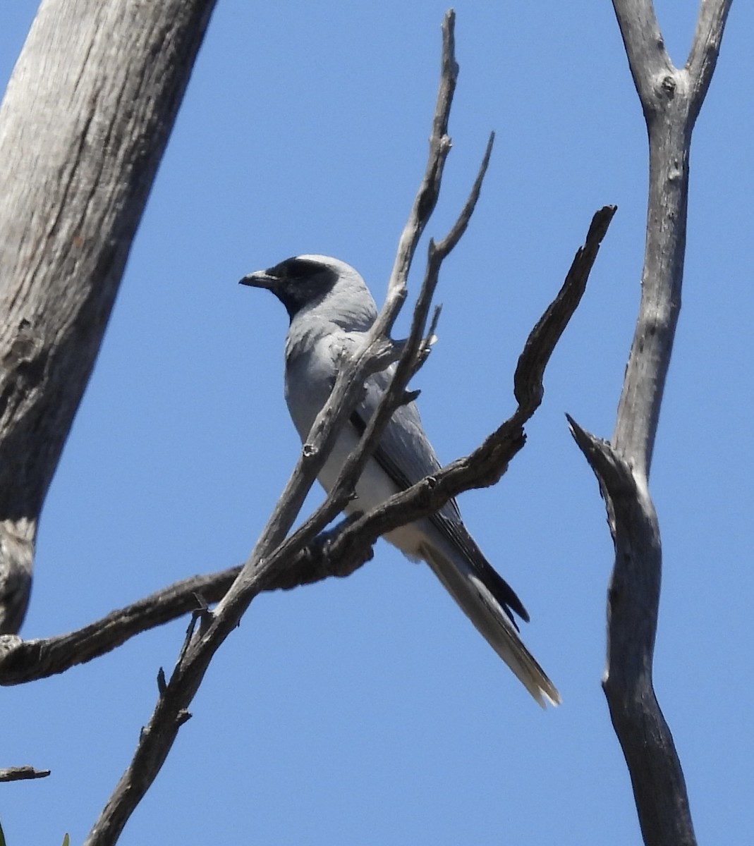 Black-faced Cuckooshrike - ML644909901