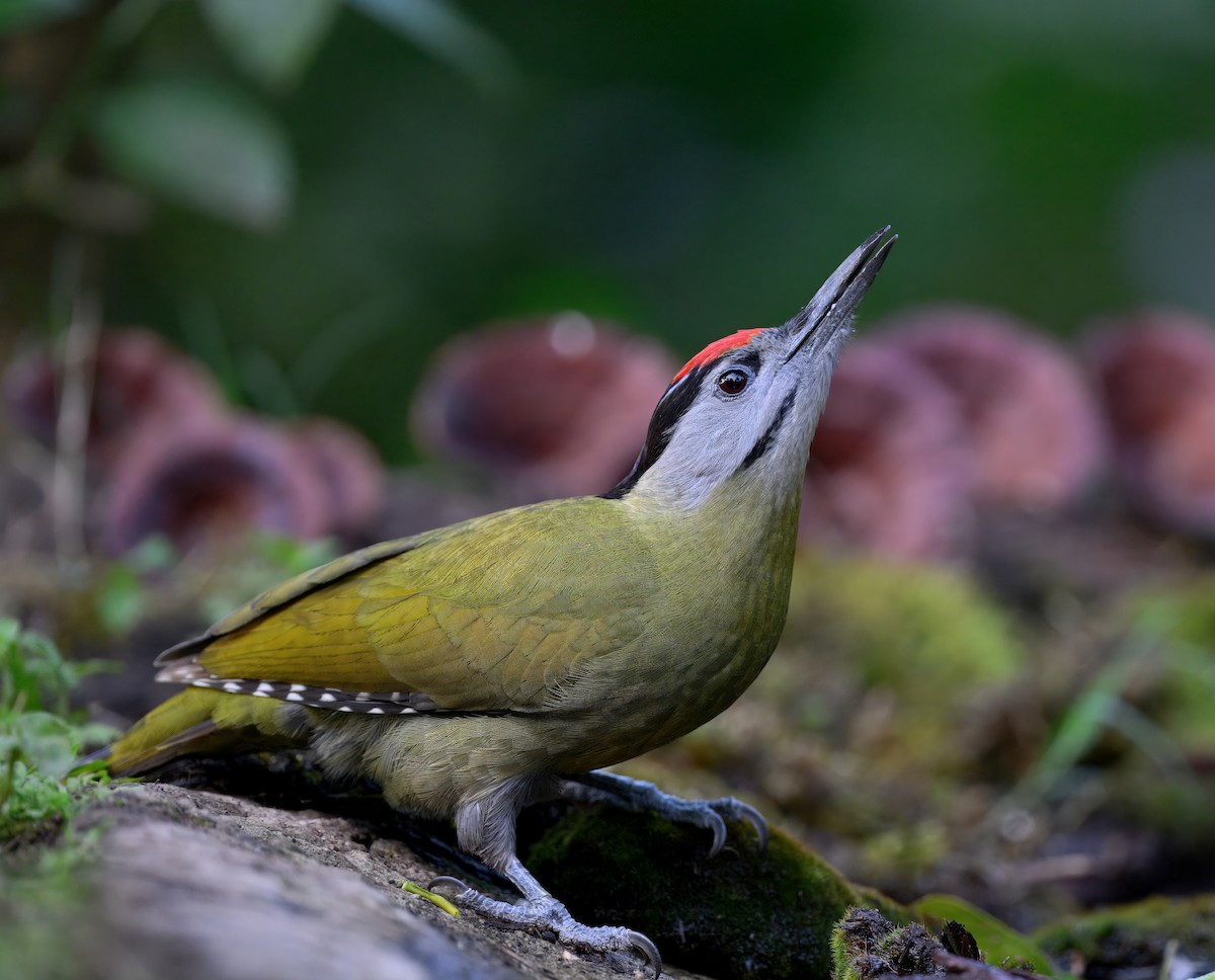 Pic cendré - ML644909930