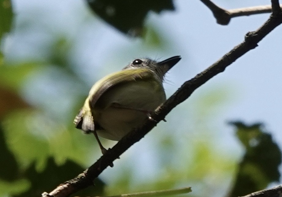 Short-tailed Pygmy-Tyrant - ML644909968