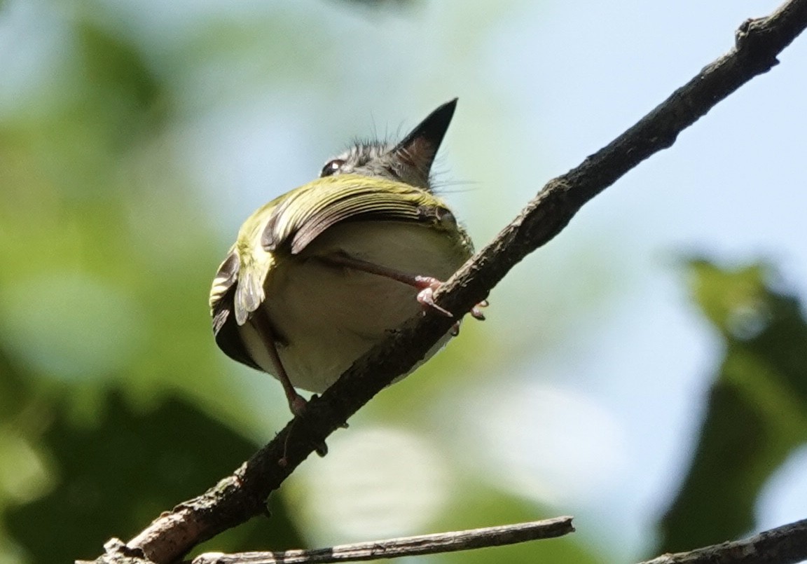 Short-tailed Pygmy-Tyrant - ML644909969