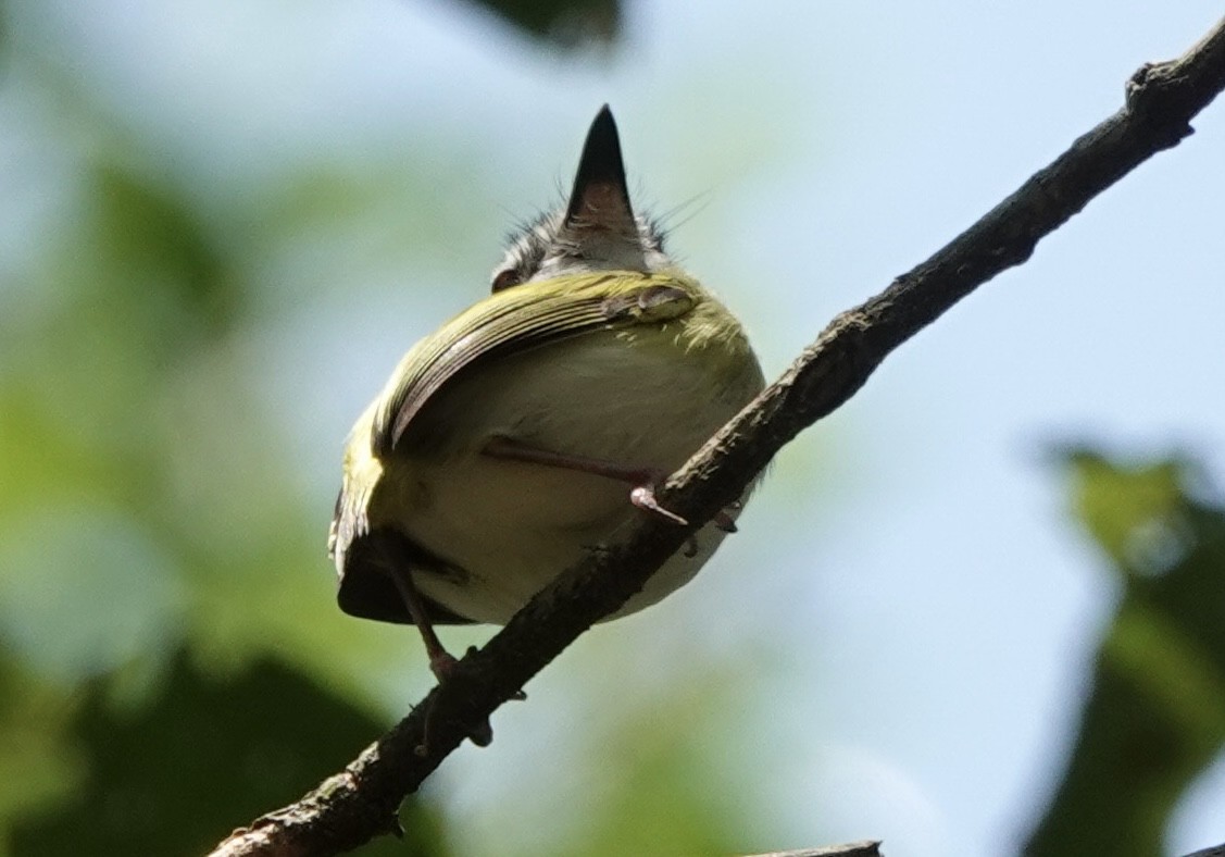 Short-tailed Pygmy-Tyrant - ML644909971