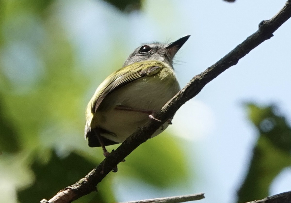 Short-tailed Pygmy-Tyrant - ML644909972
