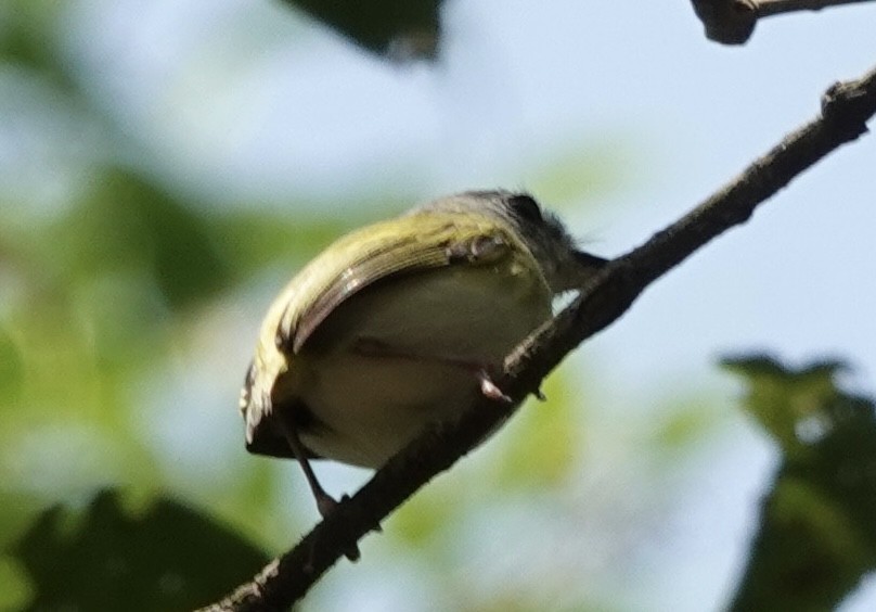 Short-tailed Pygmy-Tyrant - ML644909973