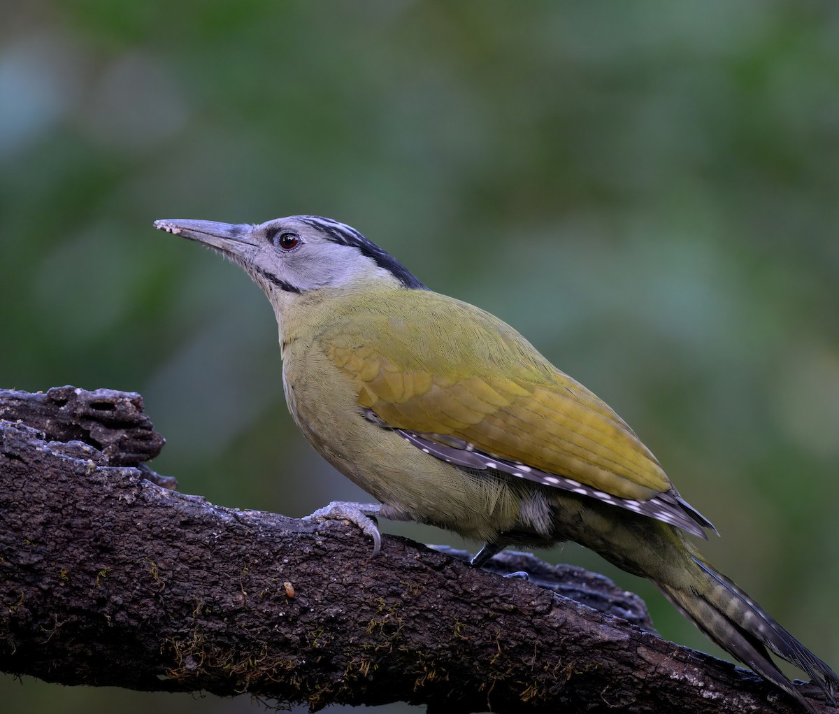 Pic cendré - ML644909974