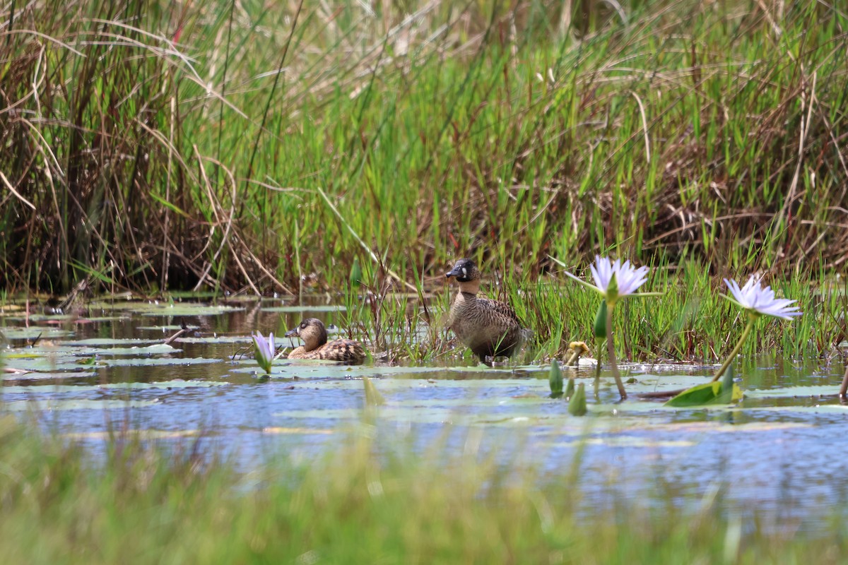 White-backed Duck - ML644909977