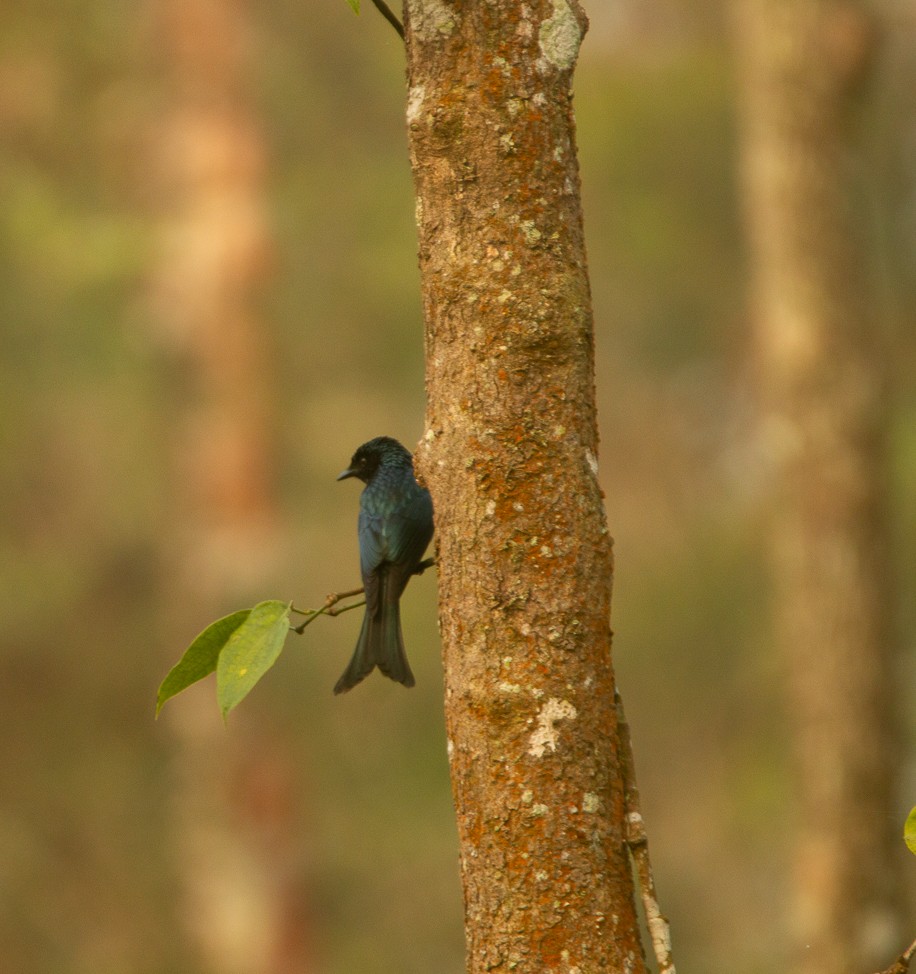 ヒメオウチュウ - ML644909982